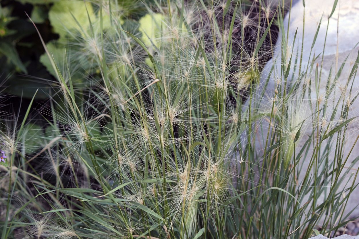 АИР болотный