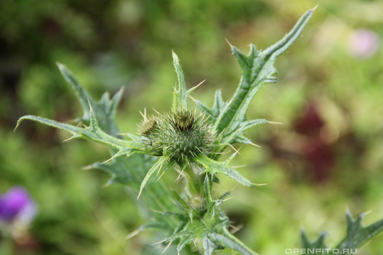 Одуванчик сорняк