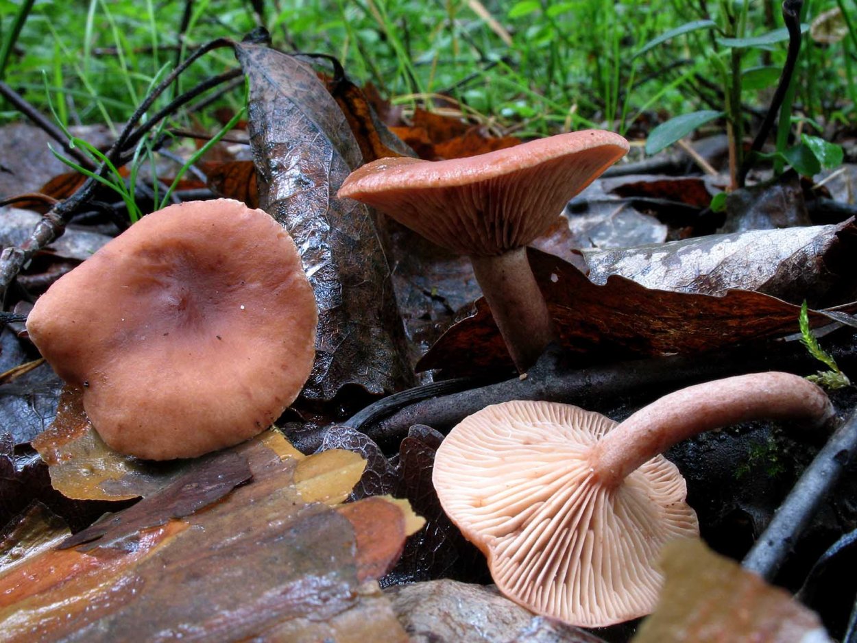 Млечник горькушка