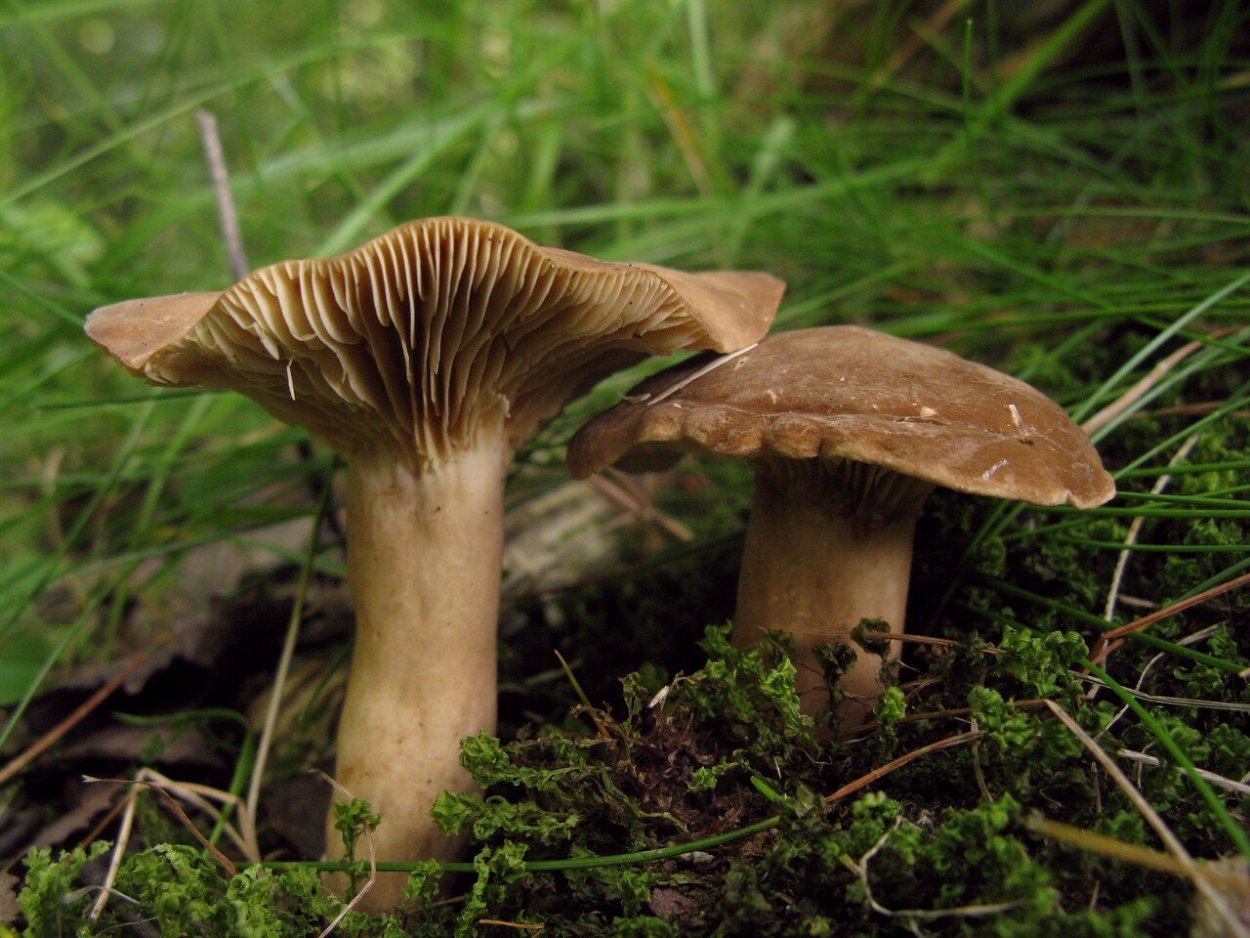 Млечник блёклый