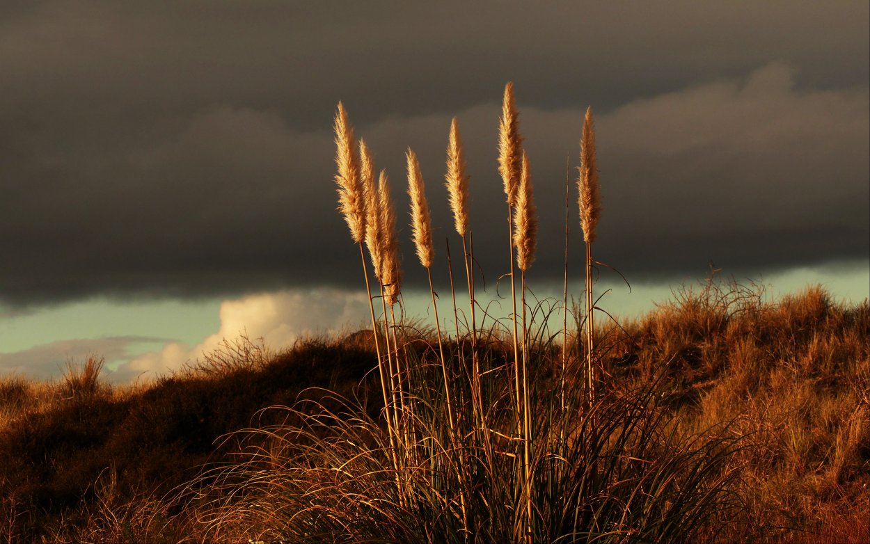 Digitaria sanguinalis