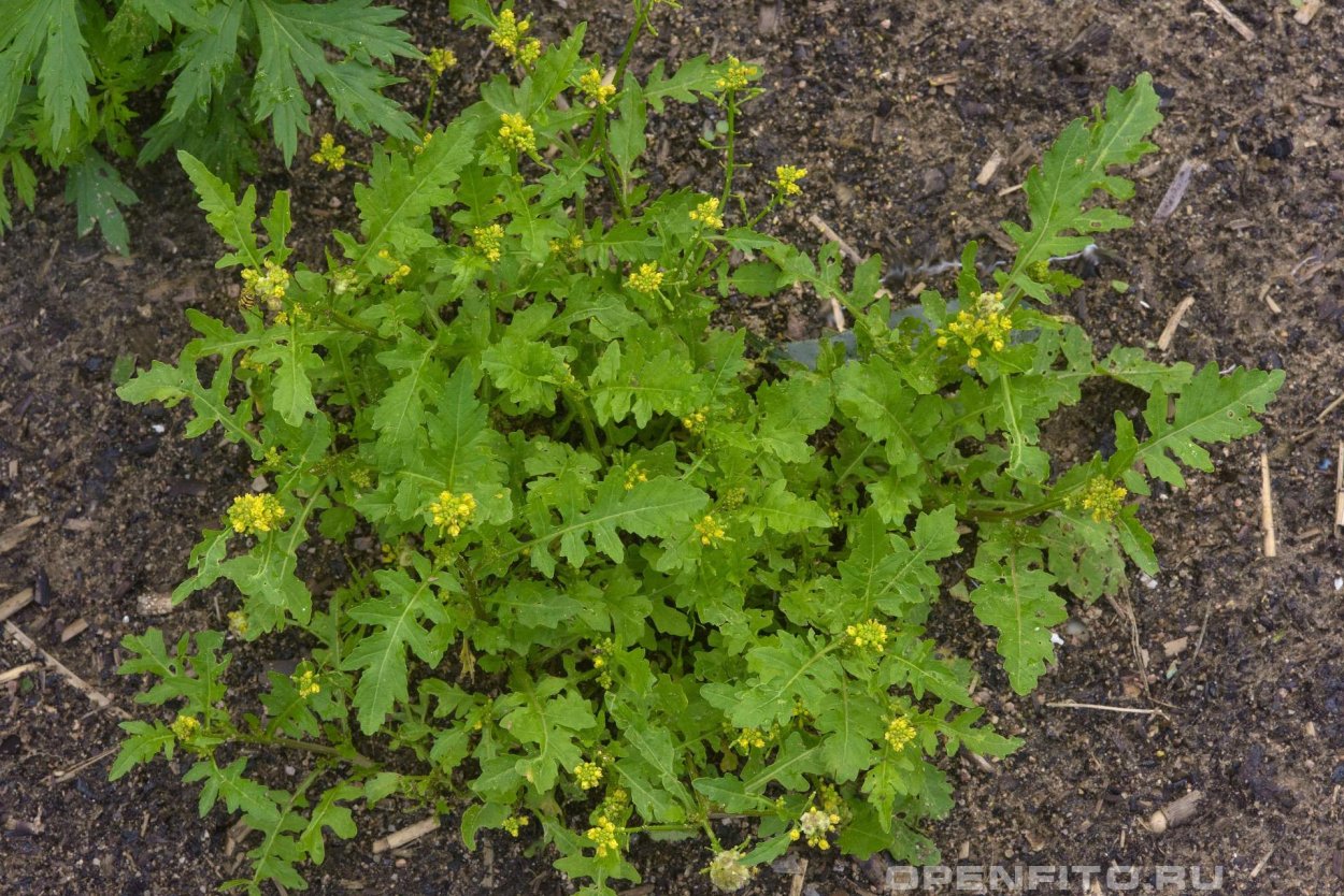 Сорняки лебеда сныть
