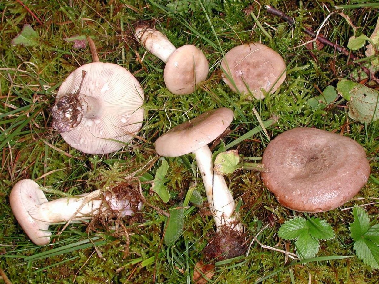 Млечник обыкновенный Гладыш