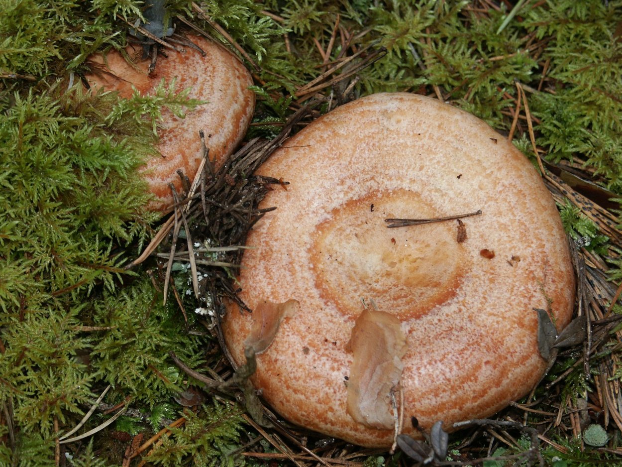Млечник серо-розовый Lactarius helvus