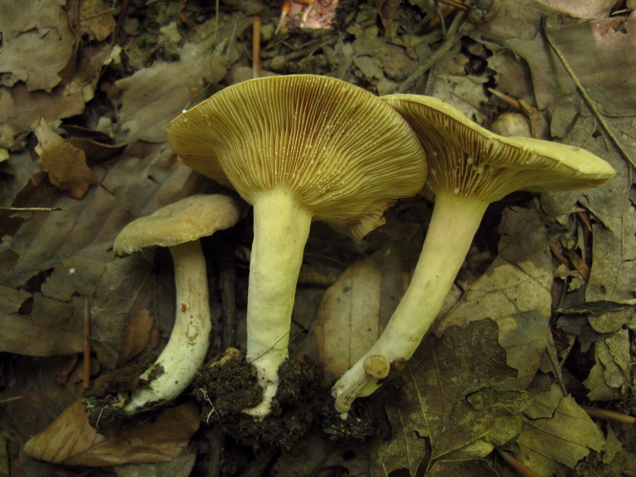 Полевые грибы съедобные