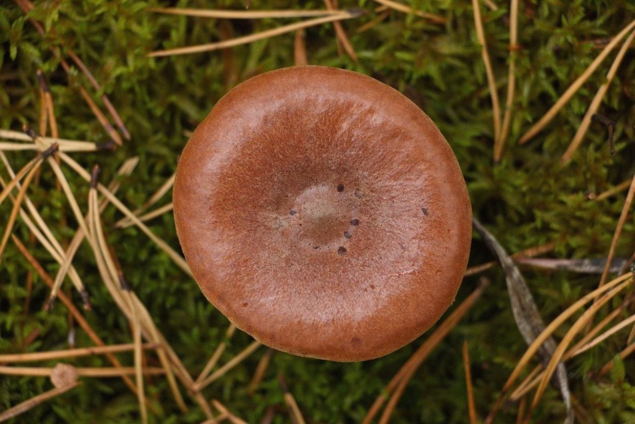 Рыжик и еловик