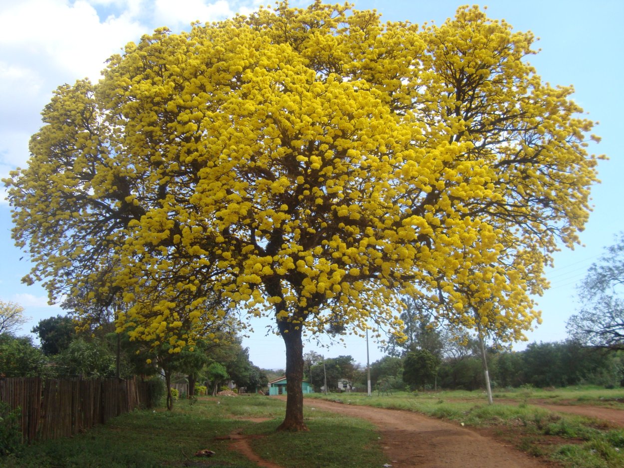 Пау Амарилло дерево
