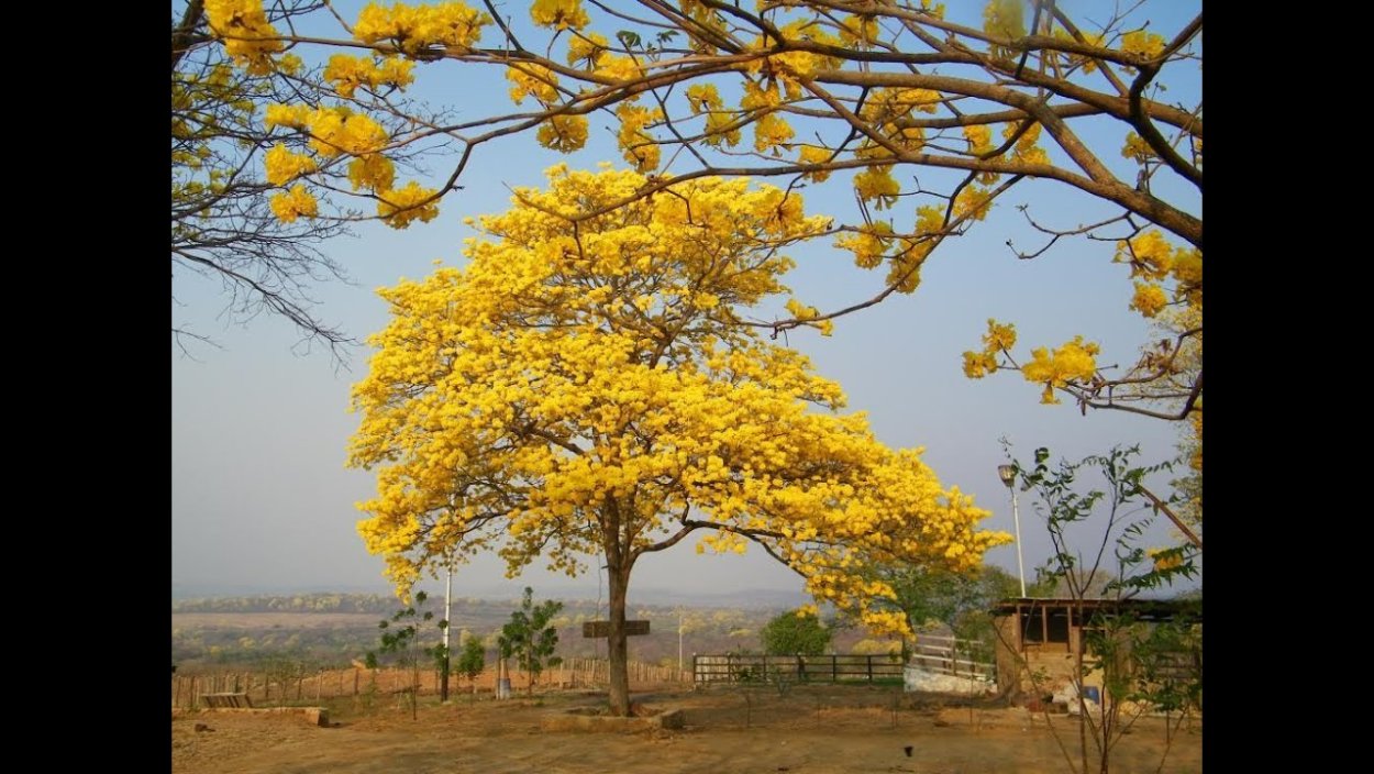 Деревья Венесуэлы