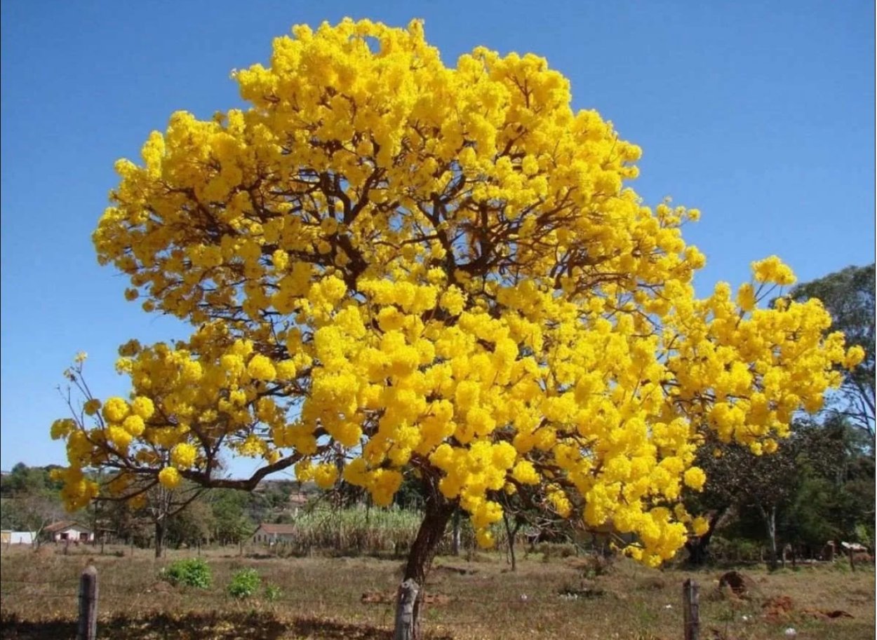 Золотая Акация Австралии