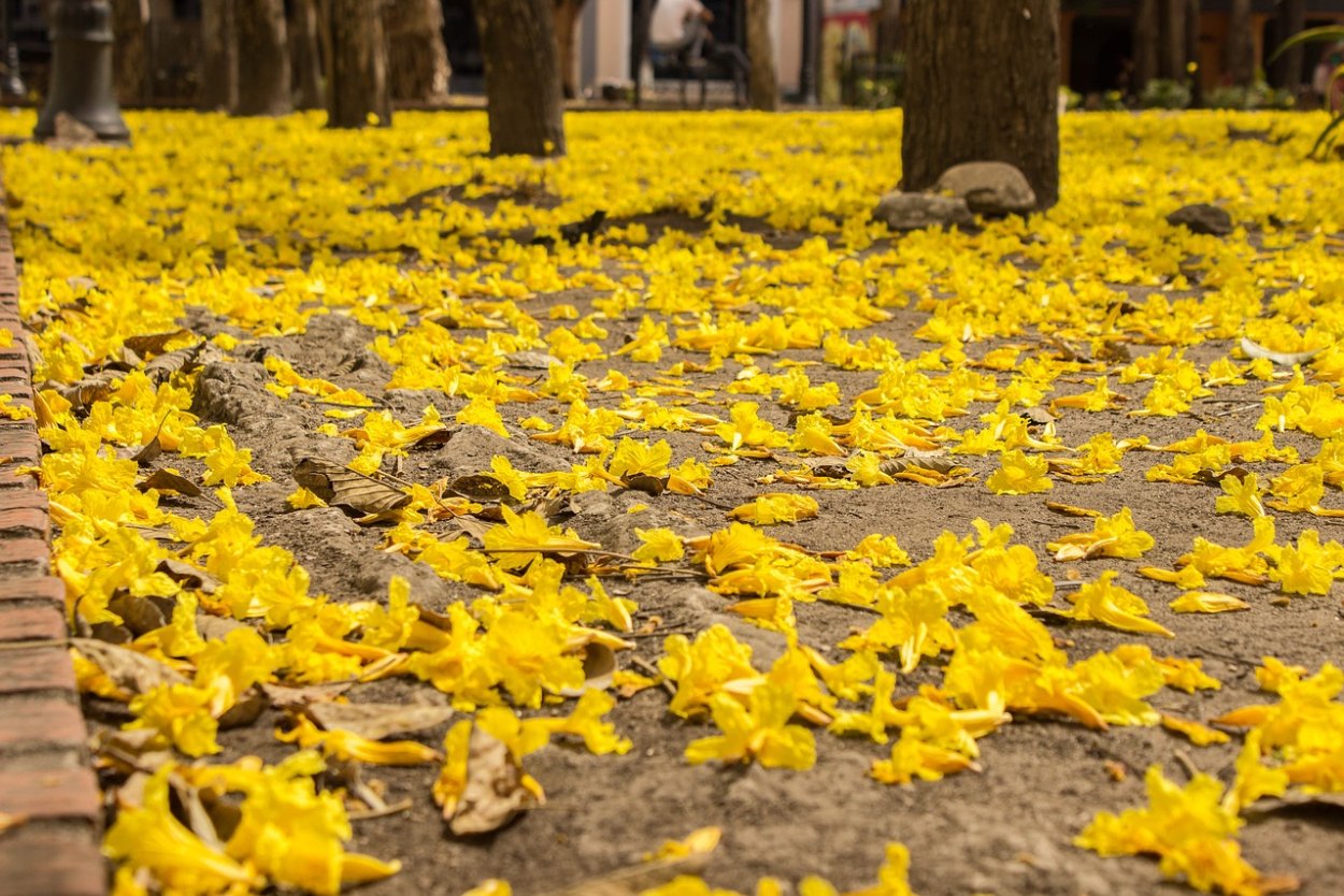 Желтые листья на полу
