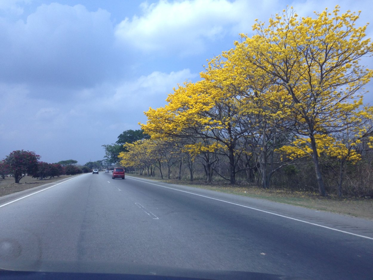 Профиль дорог с желтыми деревьями