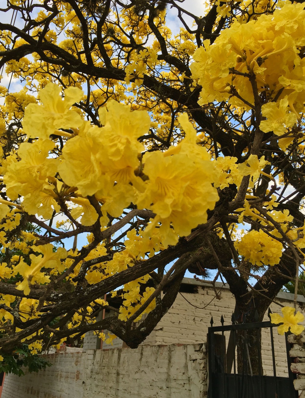 Лапачо дерево желтые цветы