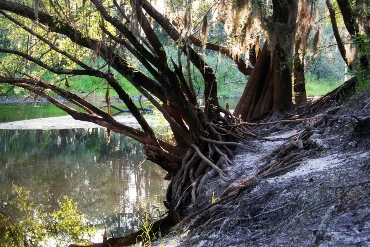 Темир Агач дерево