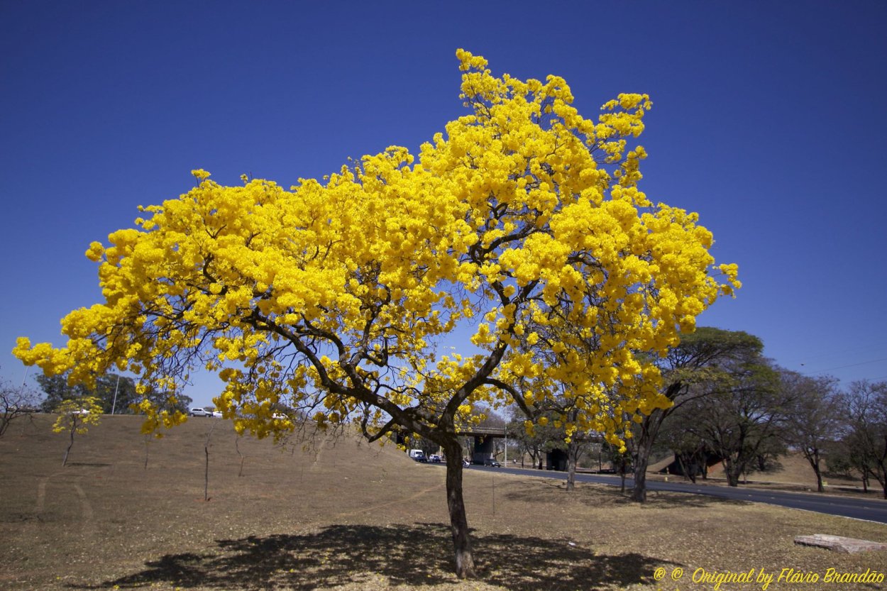 Бразилия цветущее дерево ипе