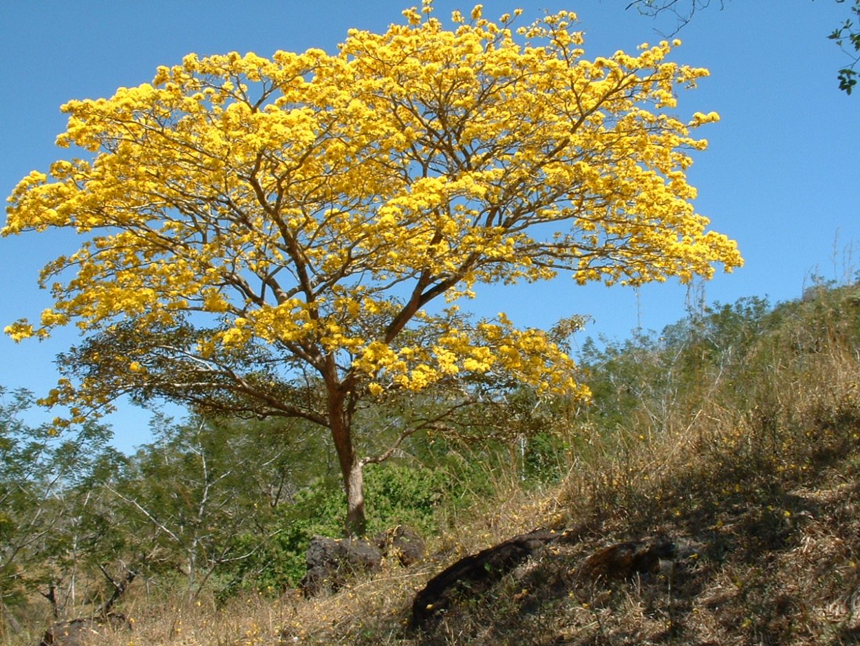 Tabebuia ochracea