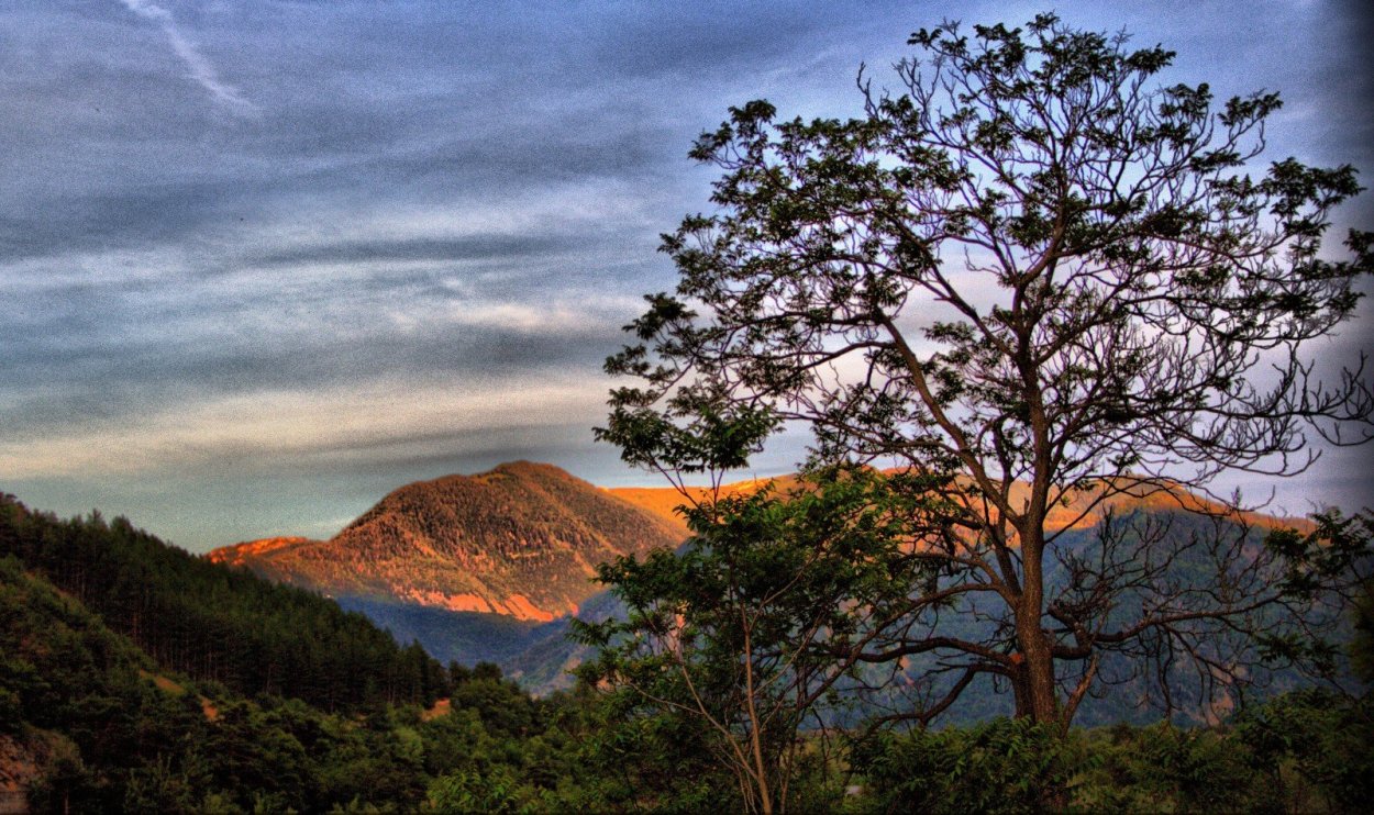 Арагуаней дерево в природе