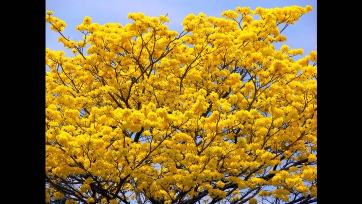 Handroanthus chrysanthus