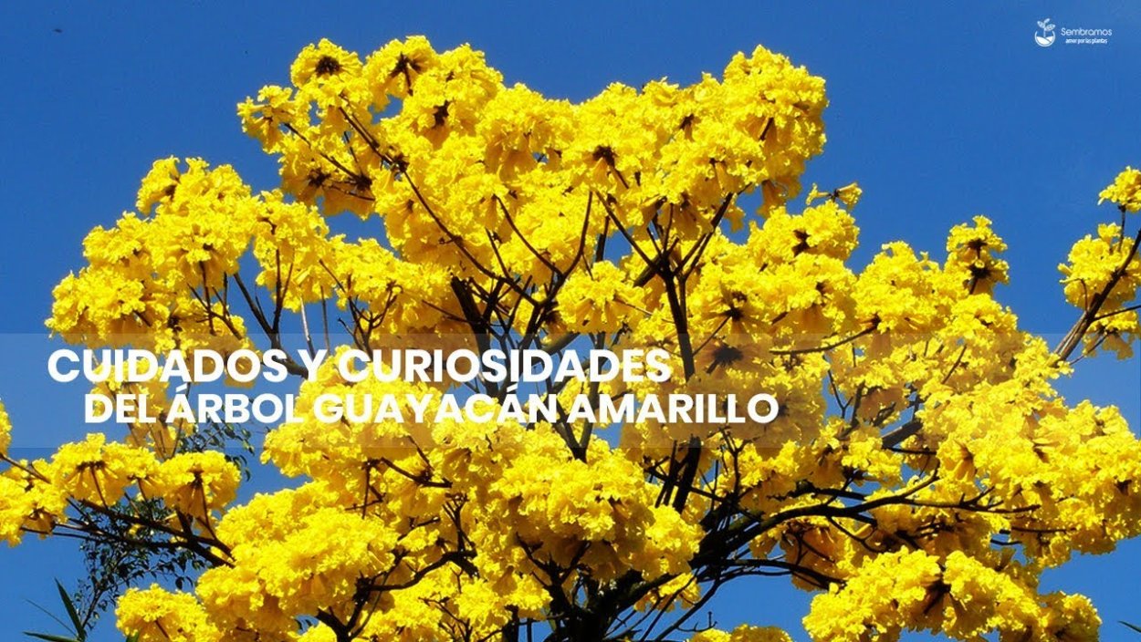 Пау Амарилло дерево