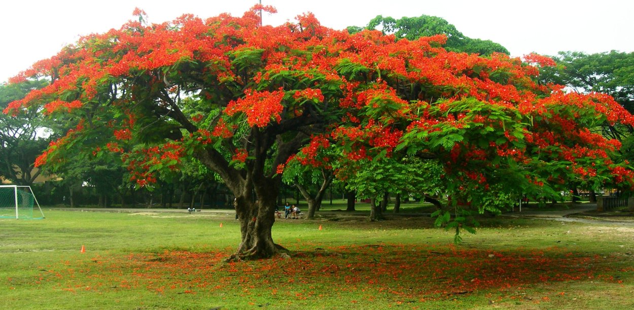 Каракас Южный растение