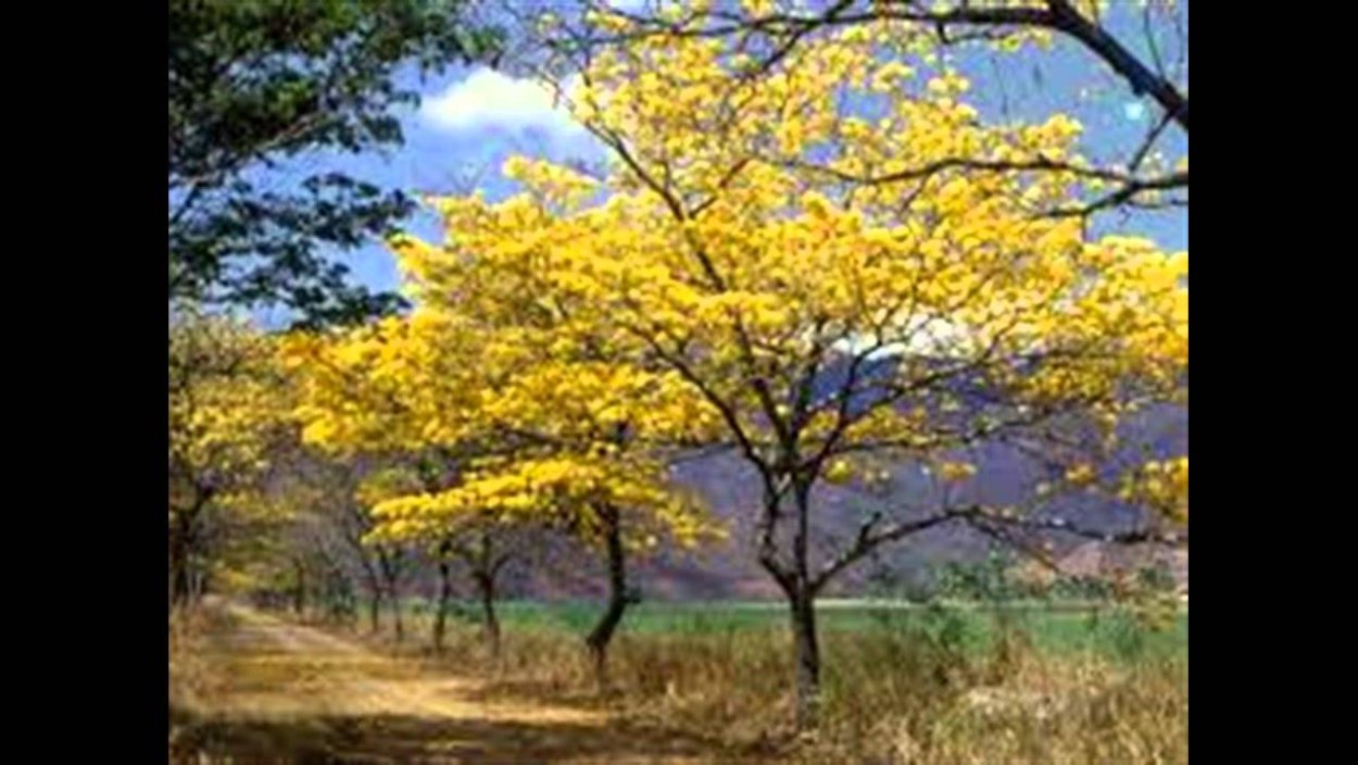 Ипе из Серрадо