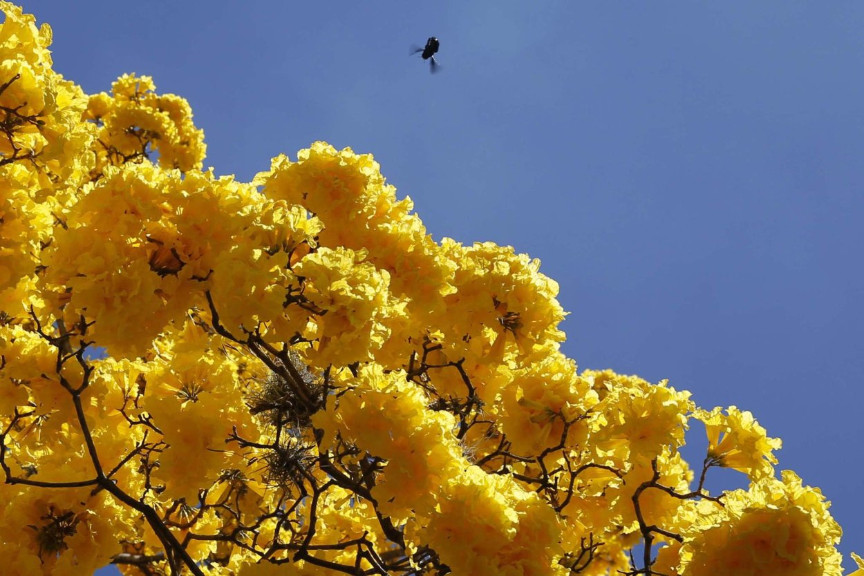 Золотистая табебуйя зимой