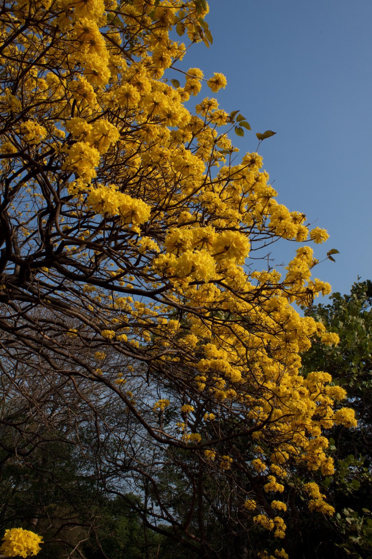 Handroanthus chrysanthus