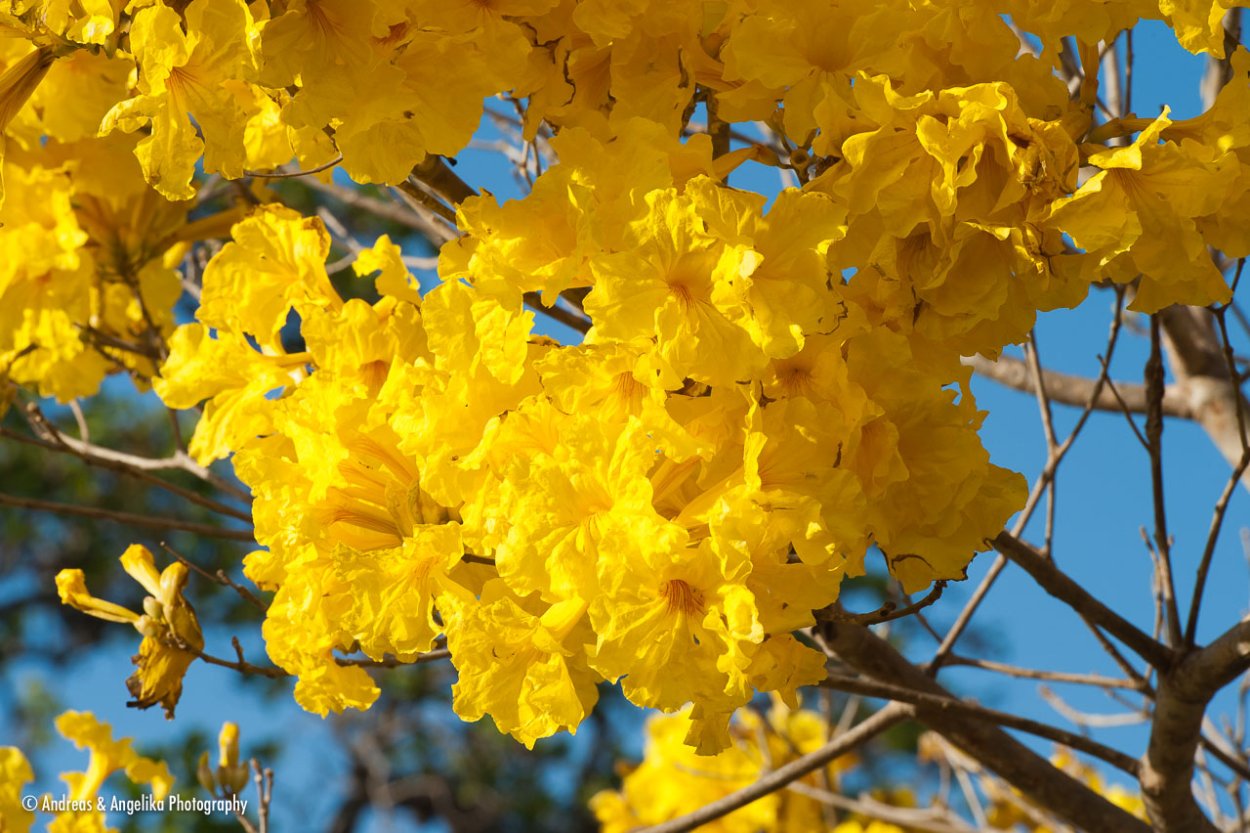 Tabebuia Caraiba