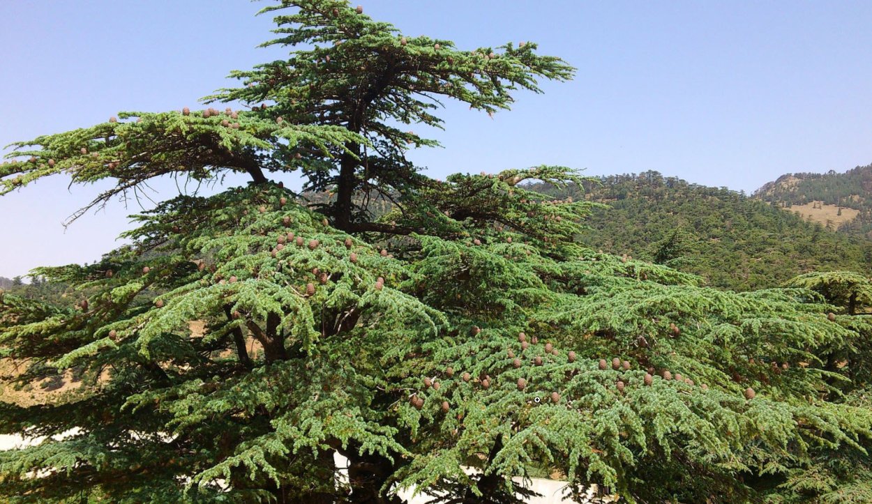 Кедр атласский Гималайский