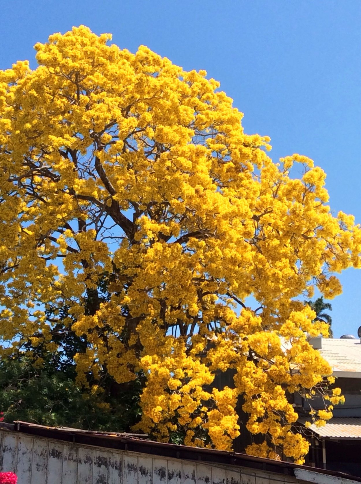 Handroanthus chrysanthus