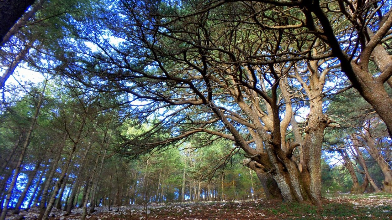 Кедровая роща в Ливане