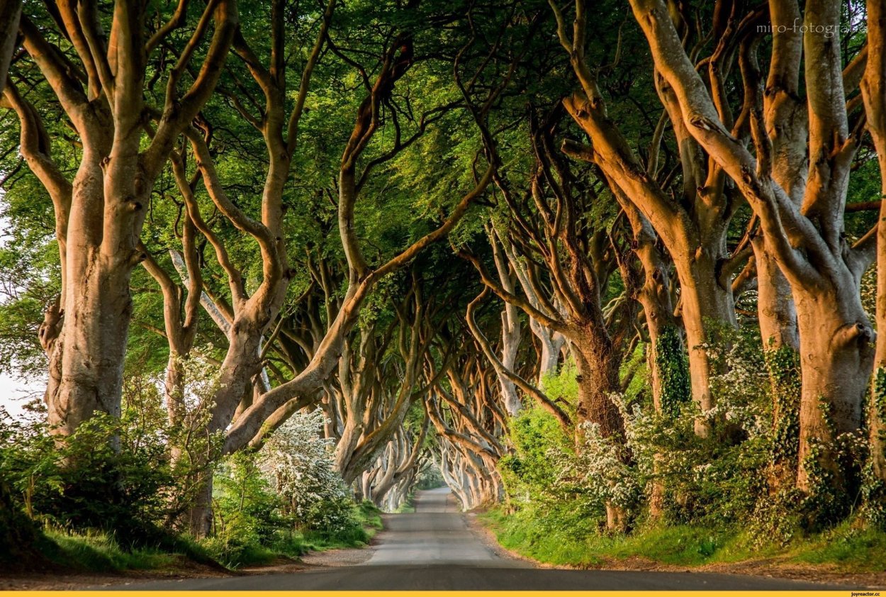 Деревья в Испании