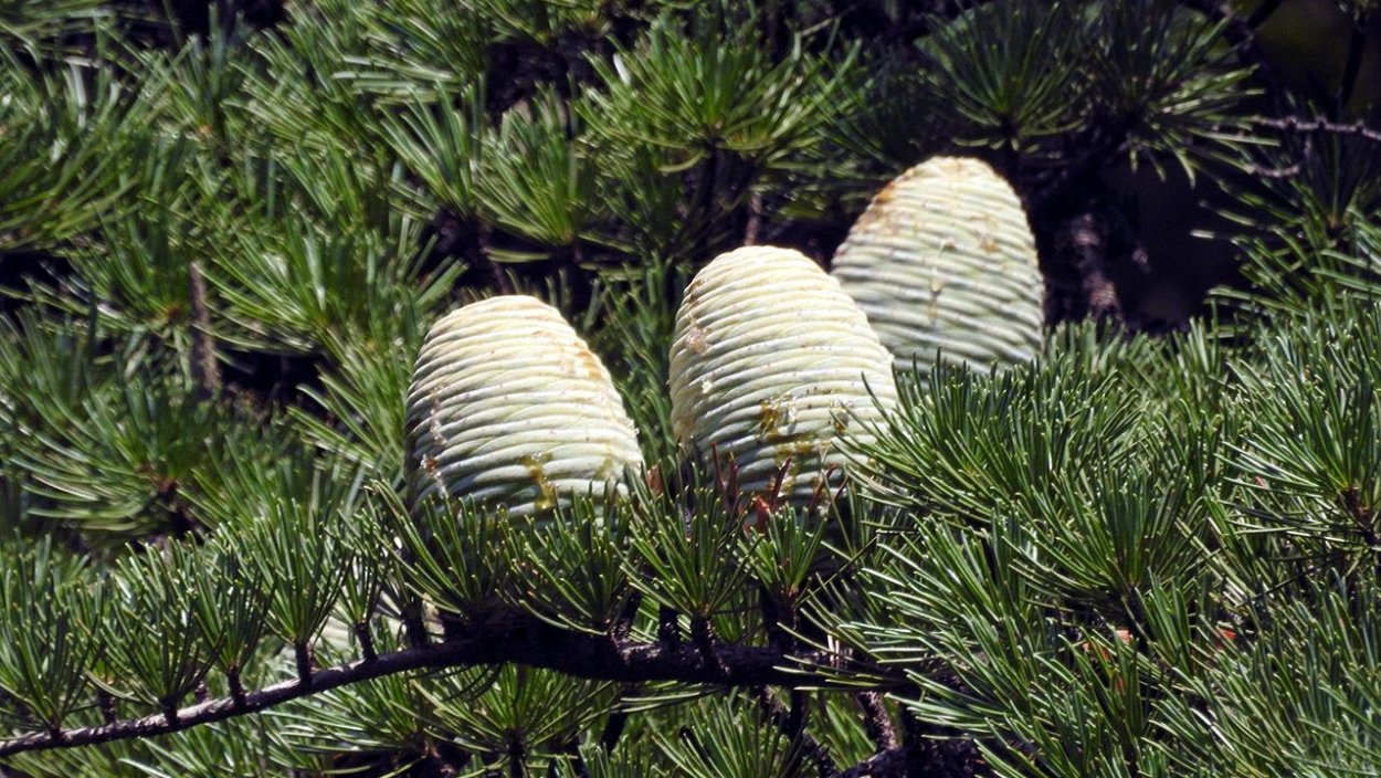 Кедр лива́нский (Cedrus libani)
