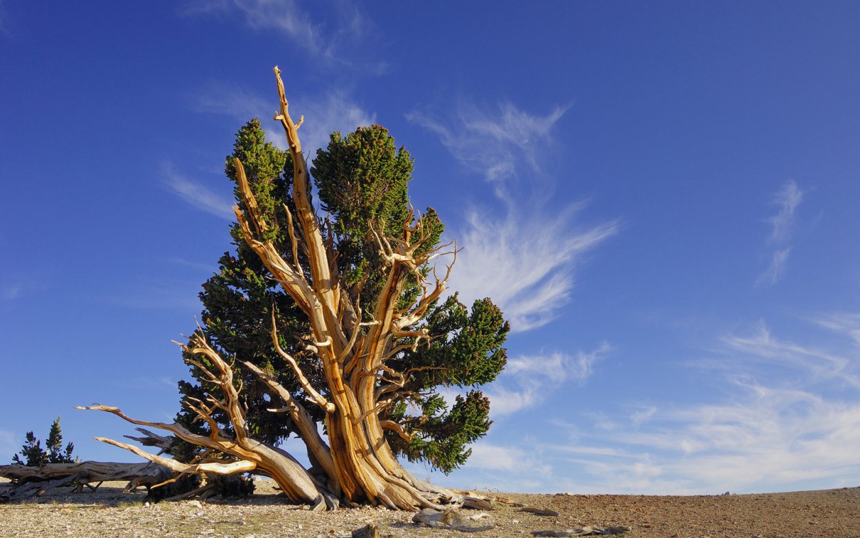 Сосна Мафусаил. Калифорния