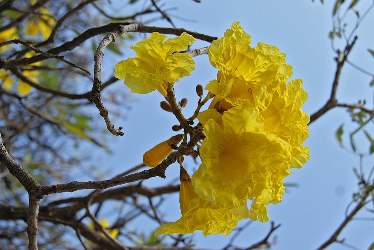 Tabebuia Aurea
