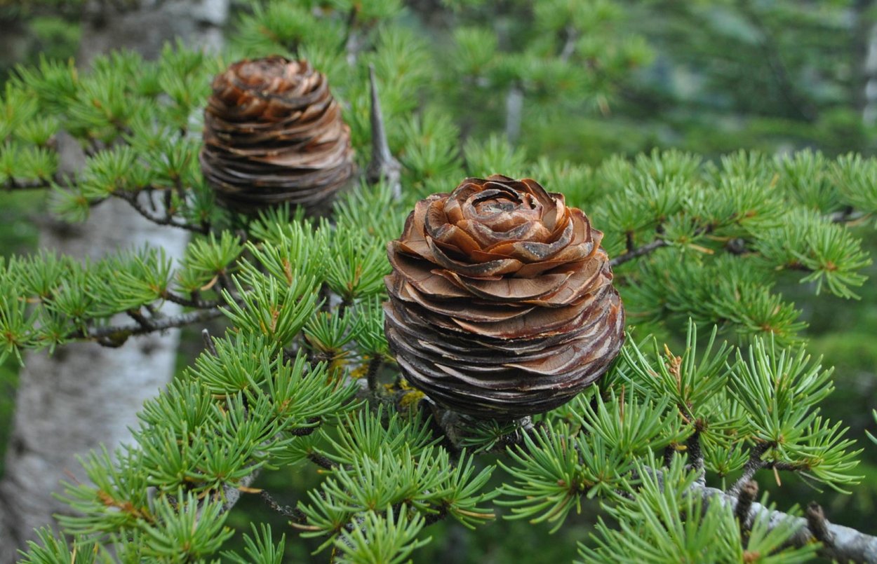 Cedrus libani