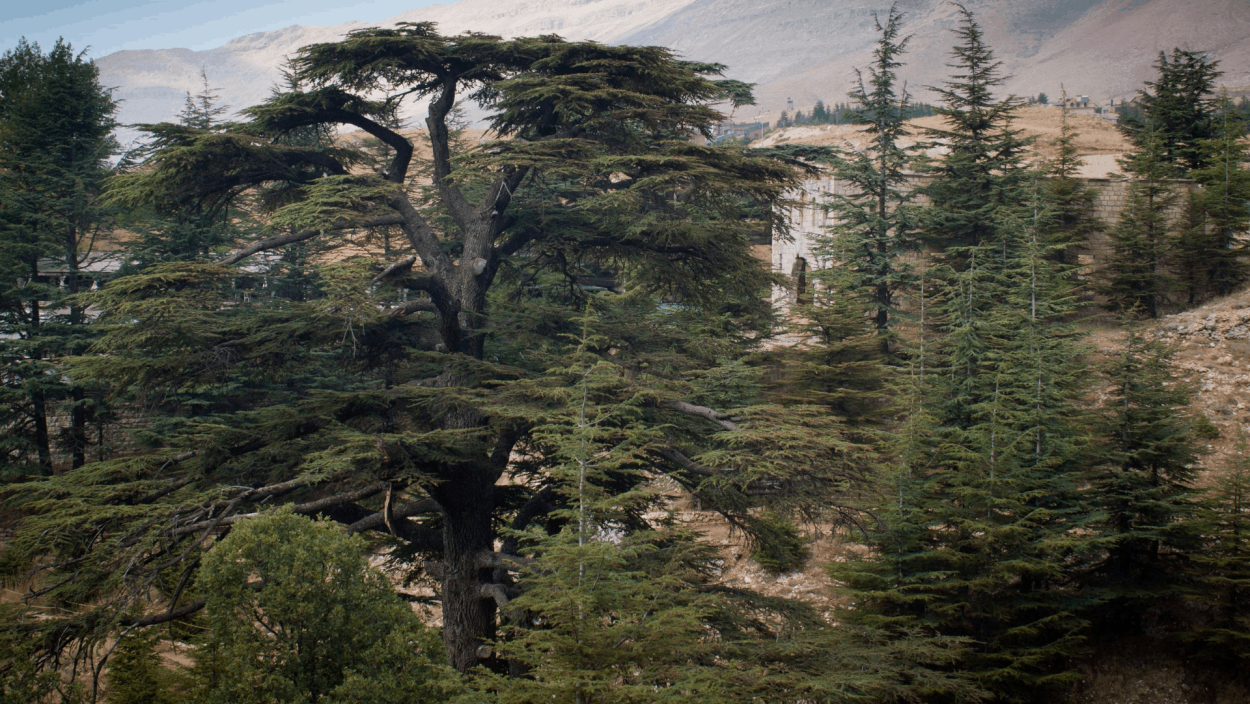 Кедровый лес в Ливане