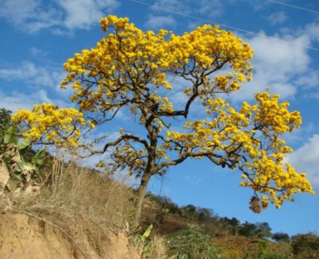 Handroanthus chrysanthus