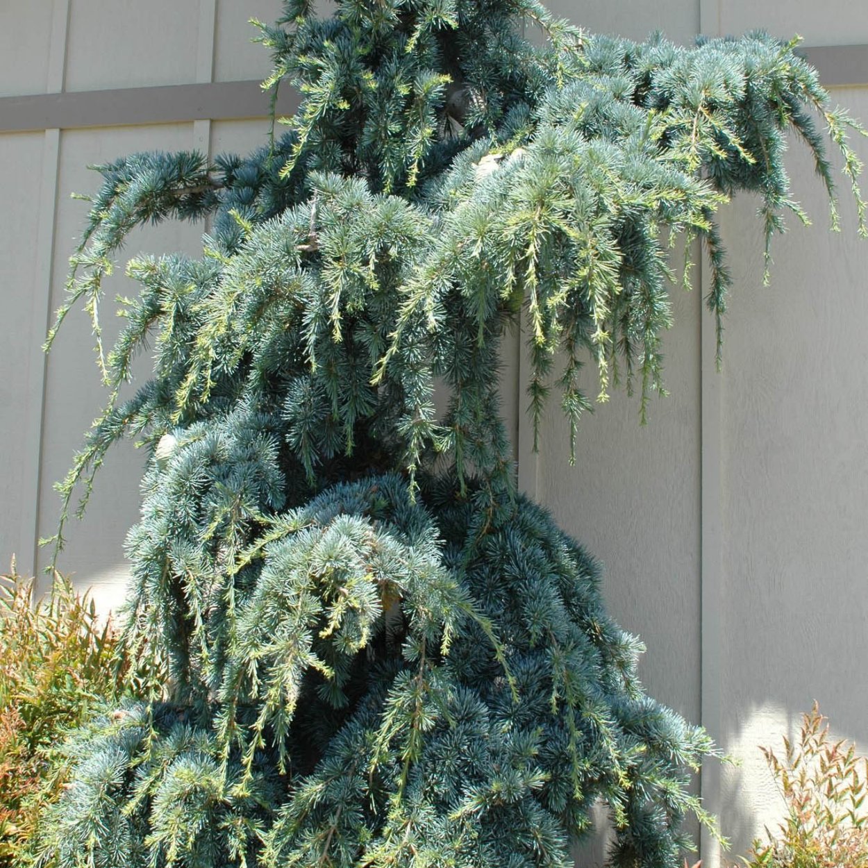 Cedrus libani Blue Angel