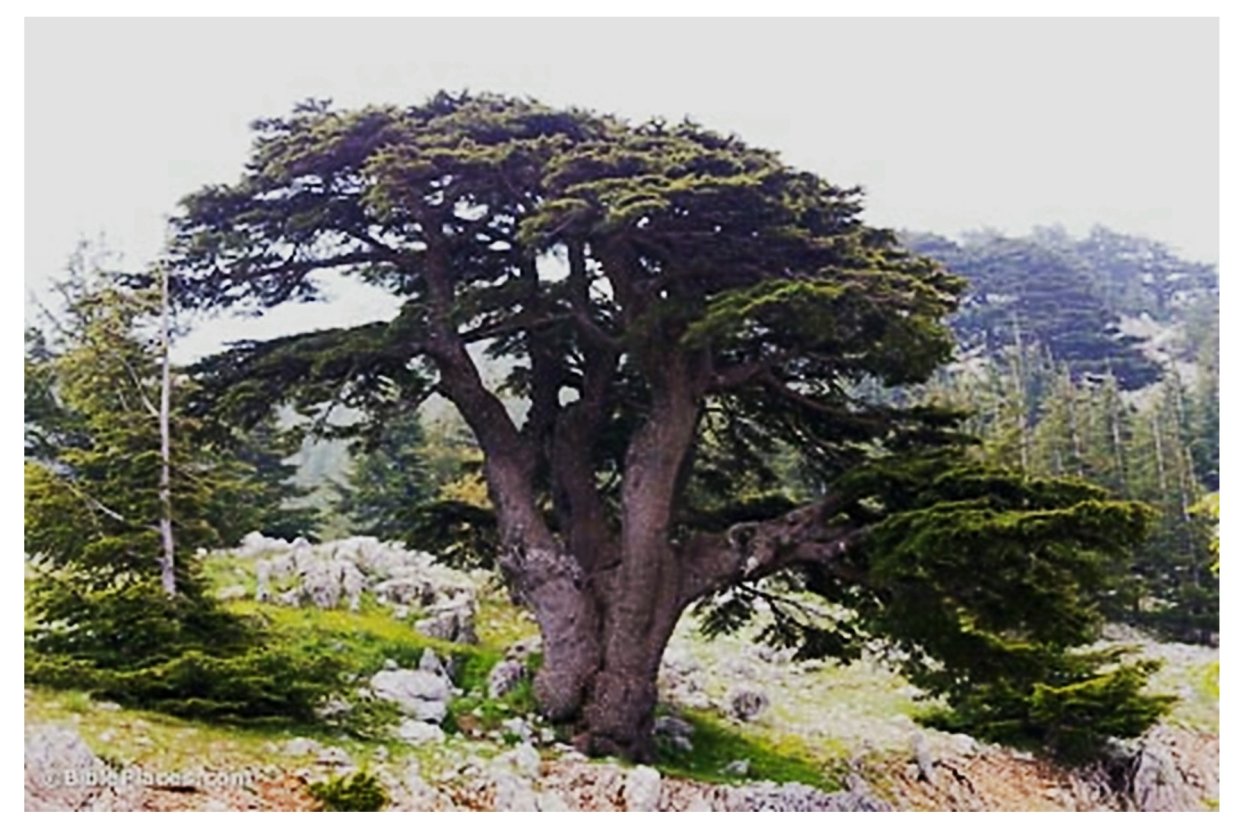 Ливанский кедр в Италии