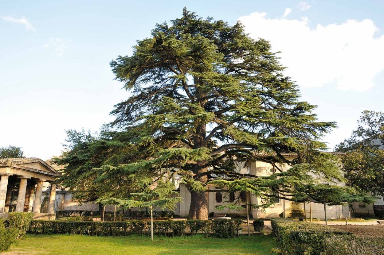 Седро Эспина