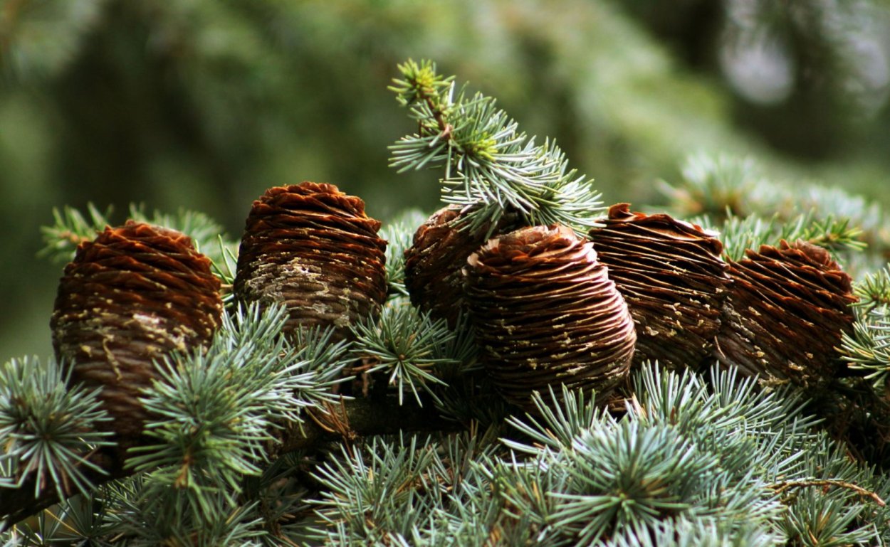 Ливанский кедр шишки