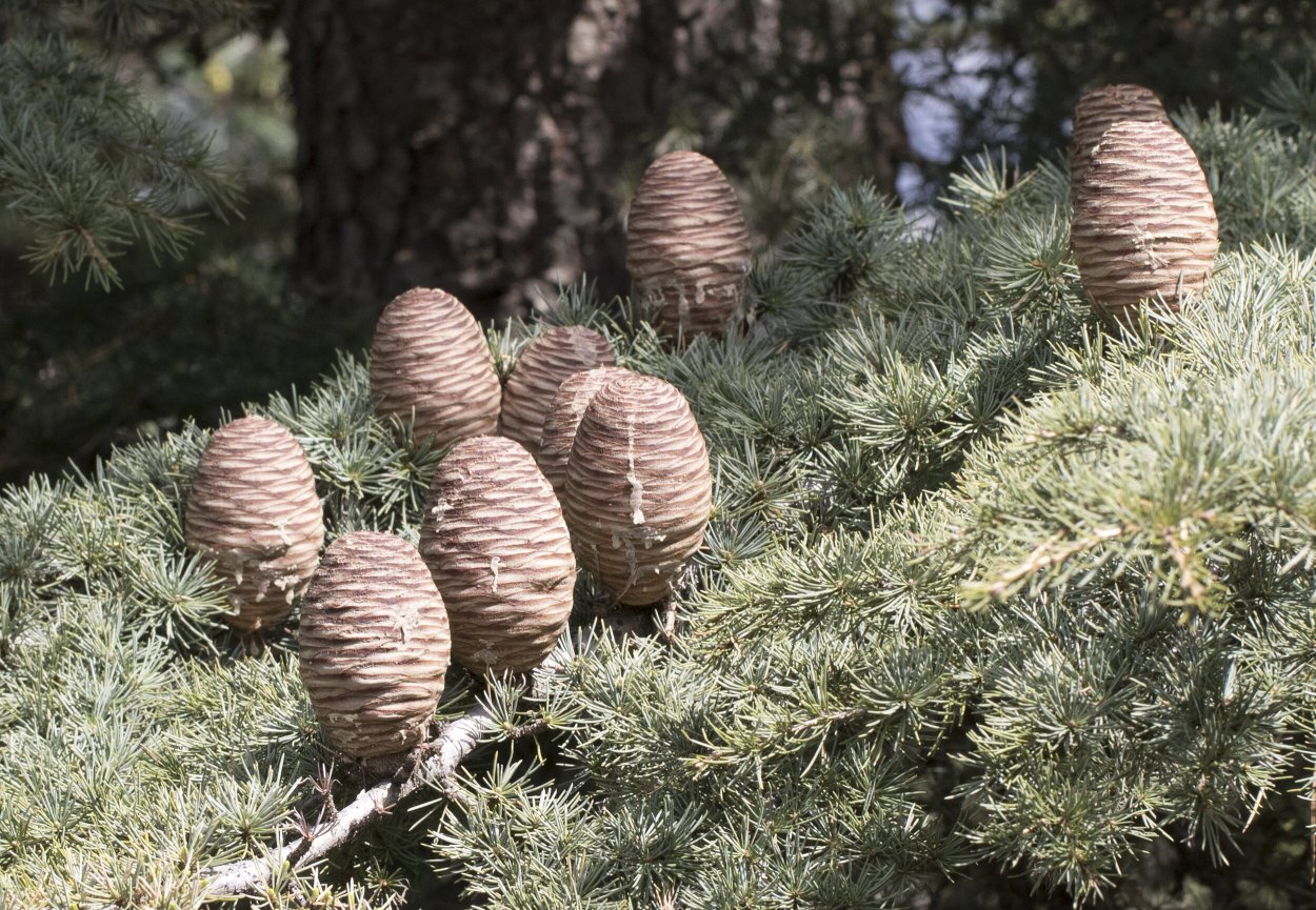 Cedrus libani