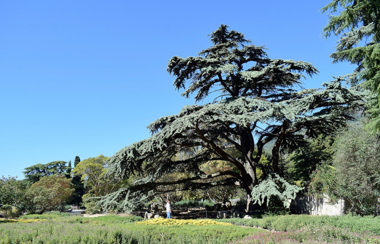 Кедр атласский в Никитском Ботаническом саду