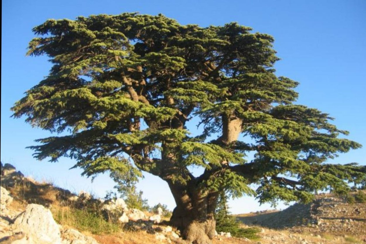 Кедр ливанский Cedrus libani