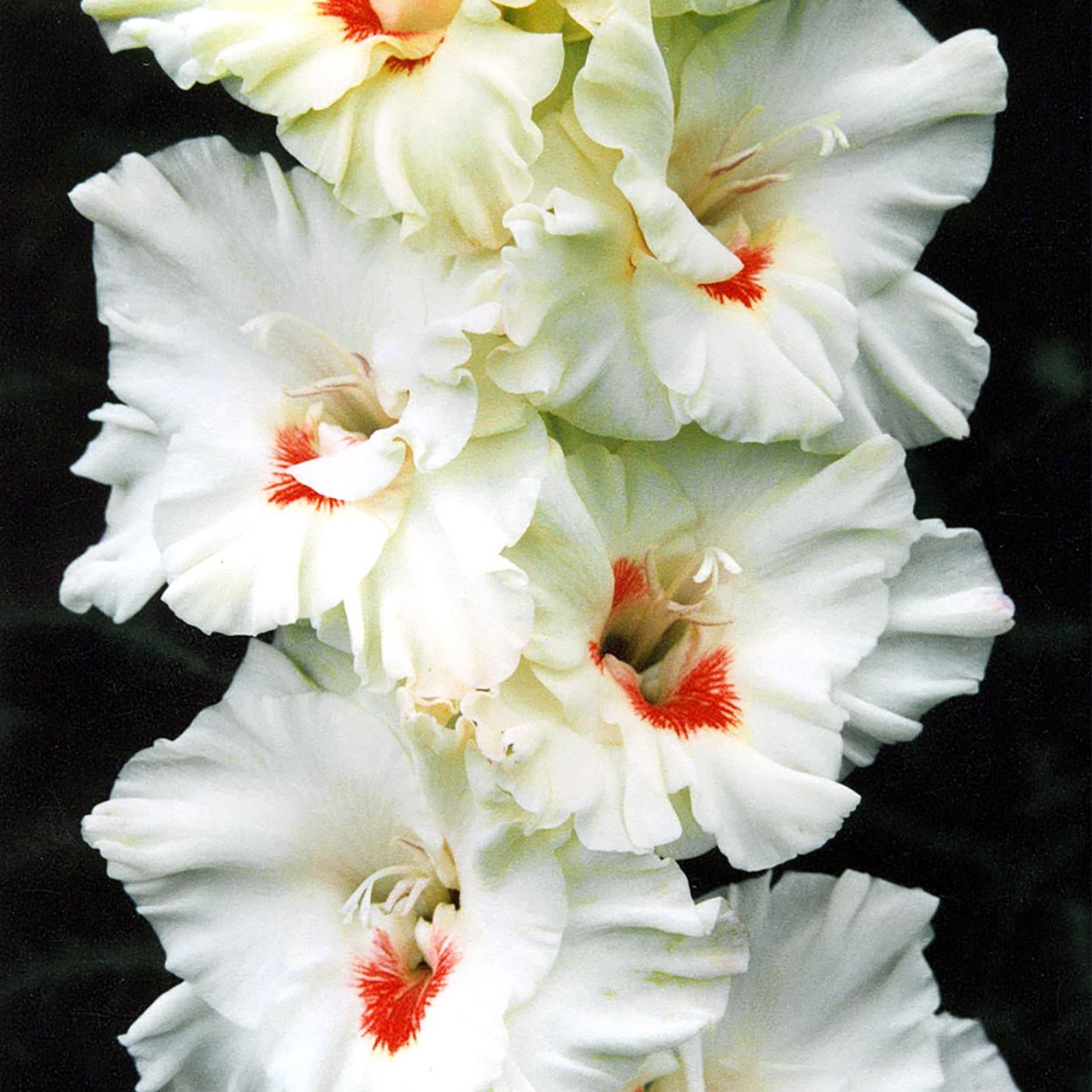 Гладиолус шпажник