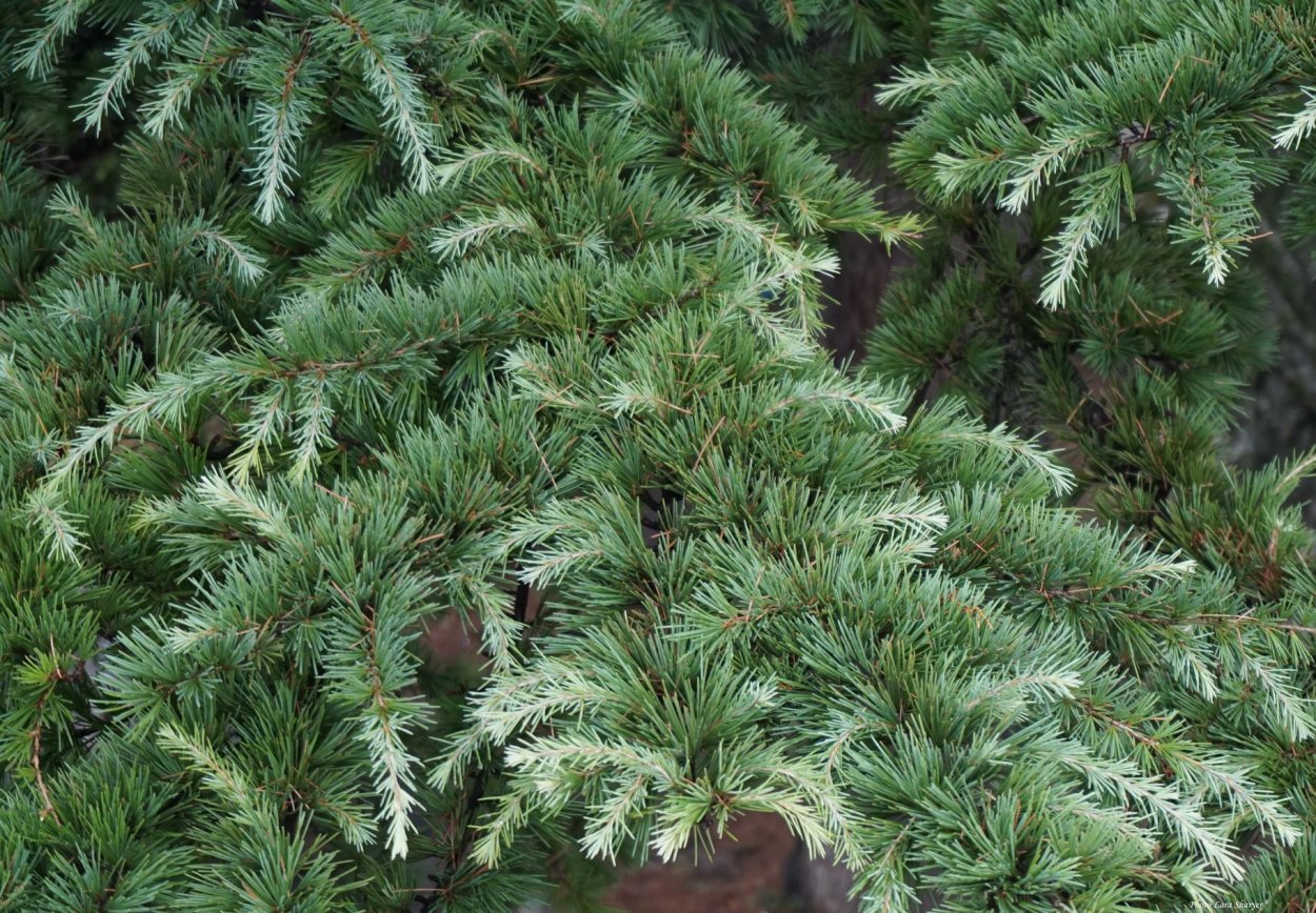 Ливанский кедр лапник