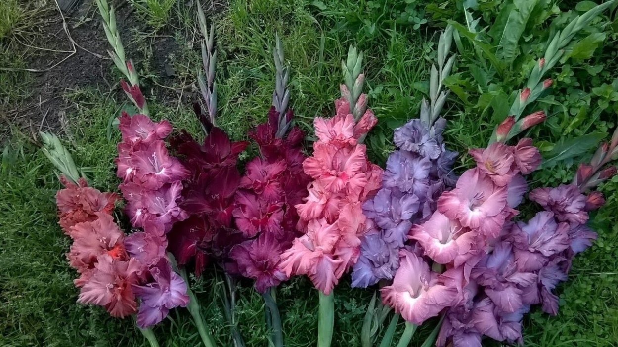 Гладиолус микс