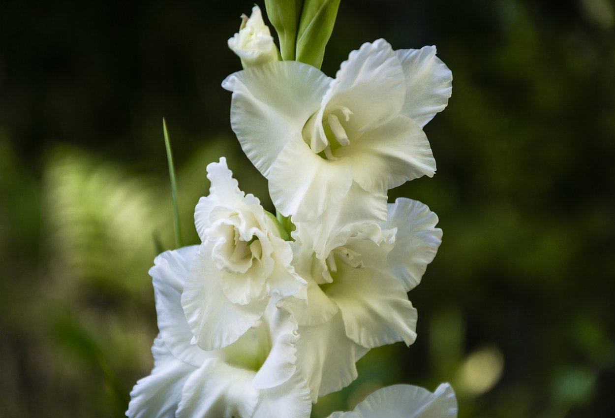 Гладиолус исполин 556 Сильвестров