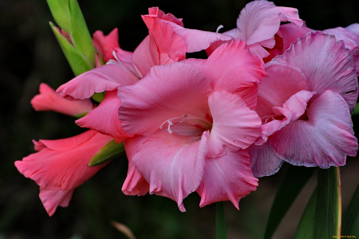 Гладиолус махровая бегония