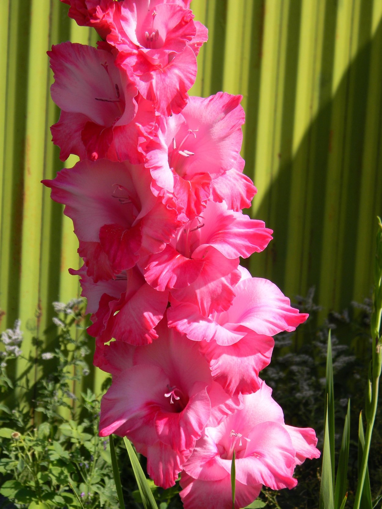 Гладиолус Костелло